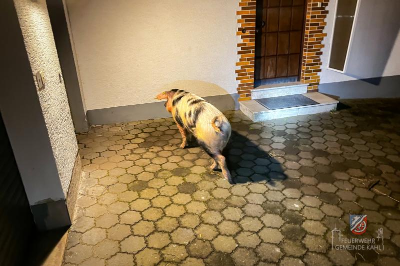 18 05 Tierrettung Kahl 4