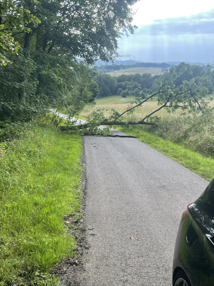 20240623 Umgestürzter Baum Sailauf 1