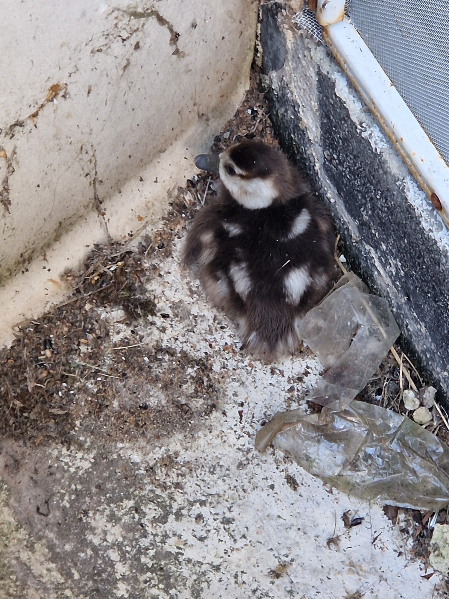 20240713 Tierrettung Großostheim 1
