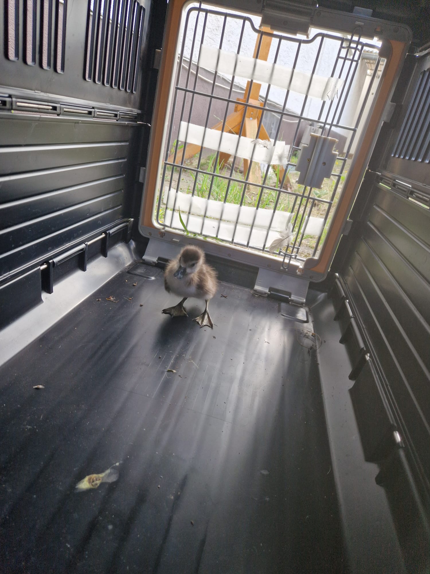 20240713 Tierrettung Großostheim 4