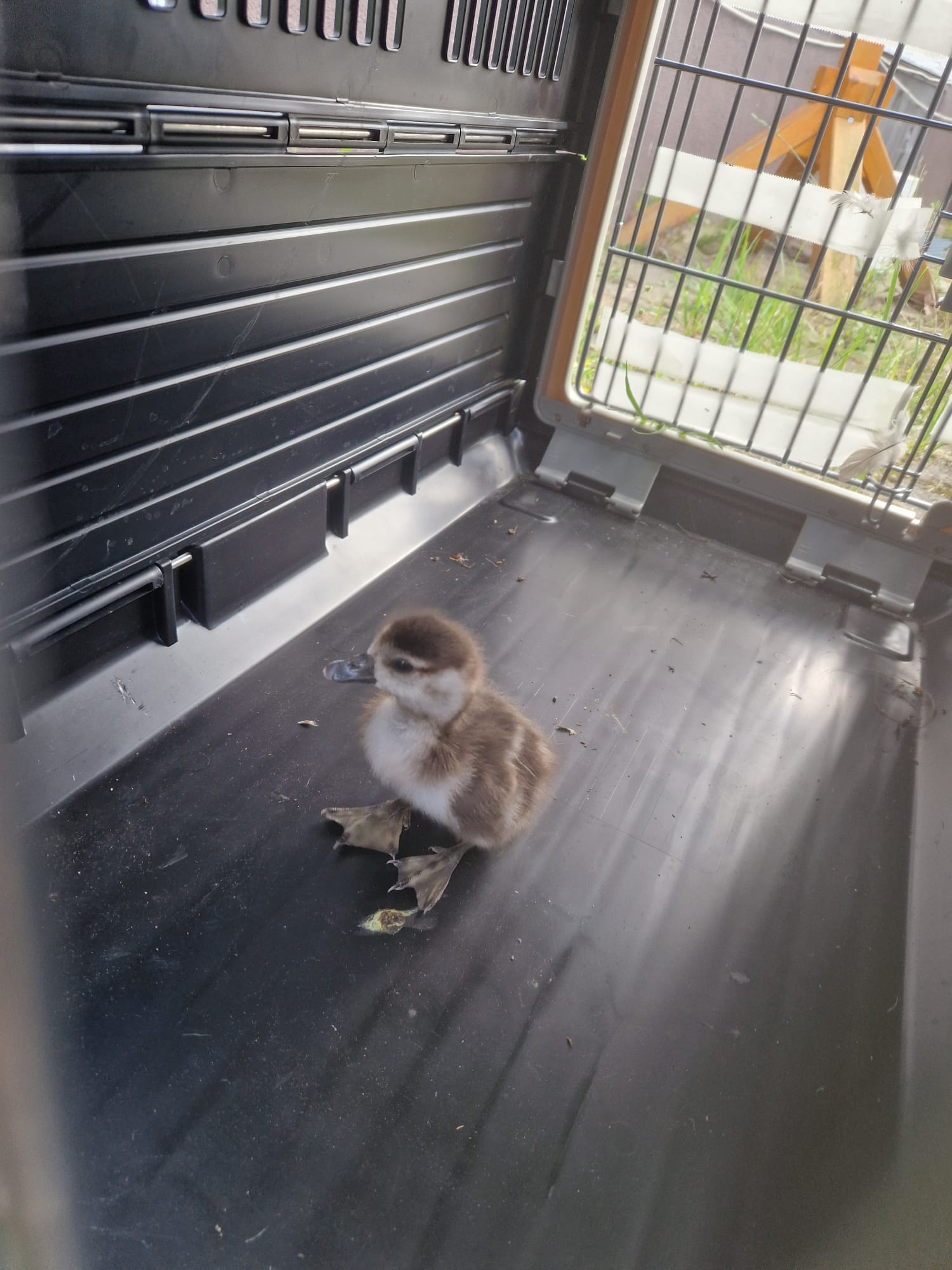 20240713 Tierrettung Großostheim 5