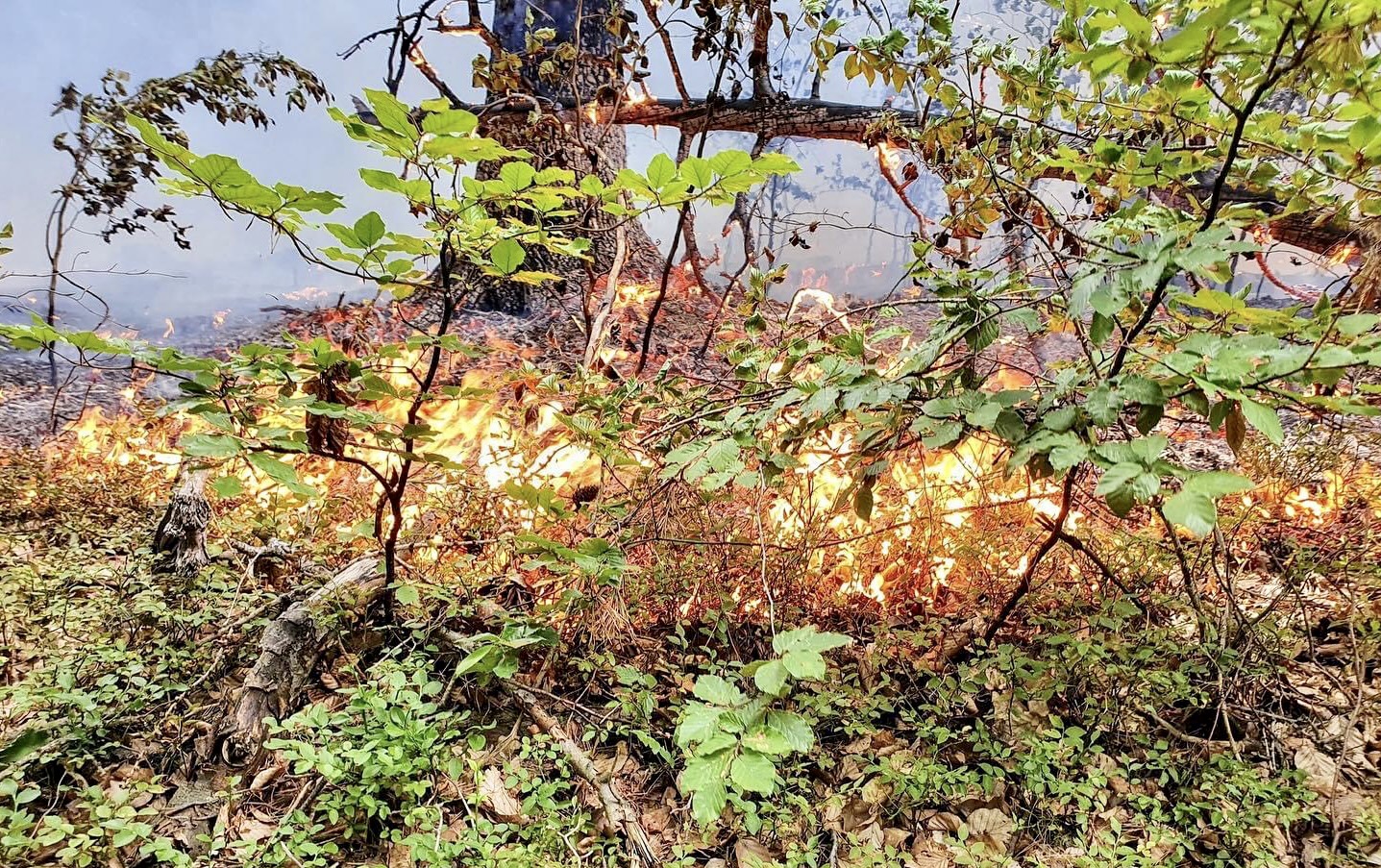 Waldbrand 4