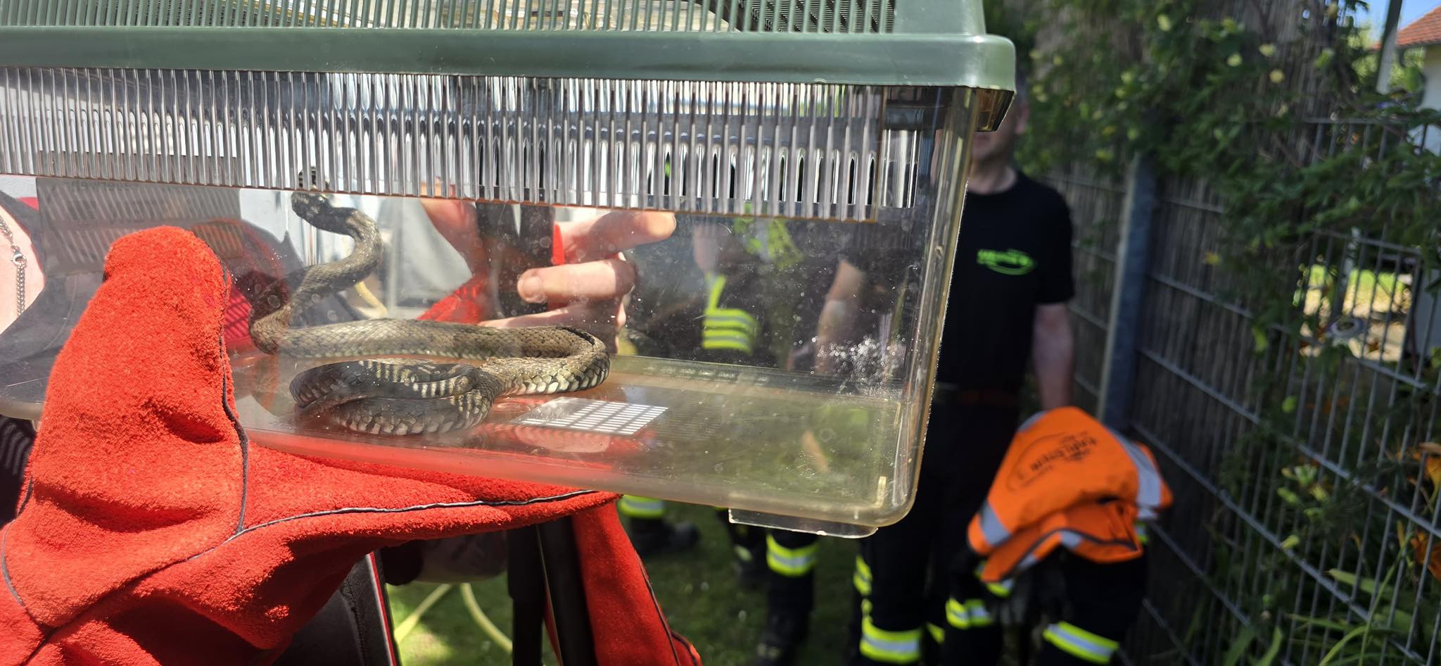 20250629 Tierrettung Karlstein 4