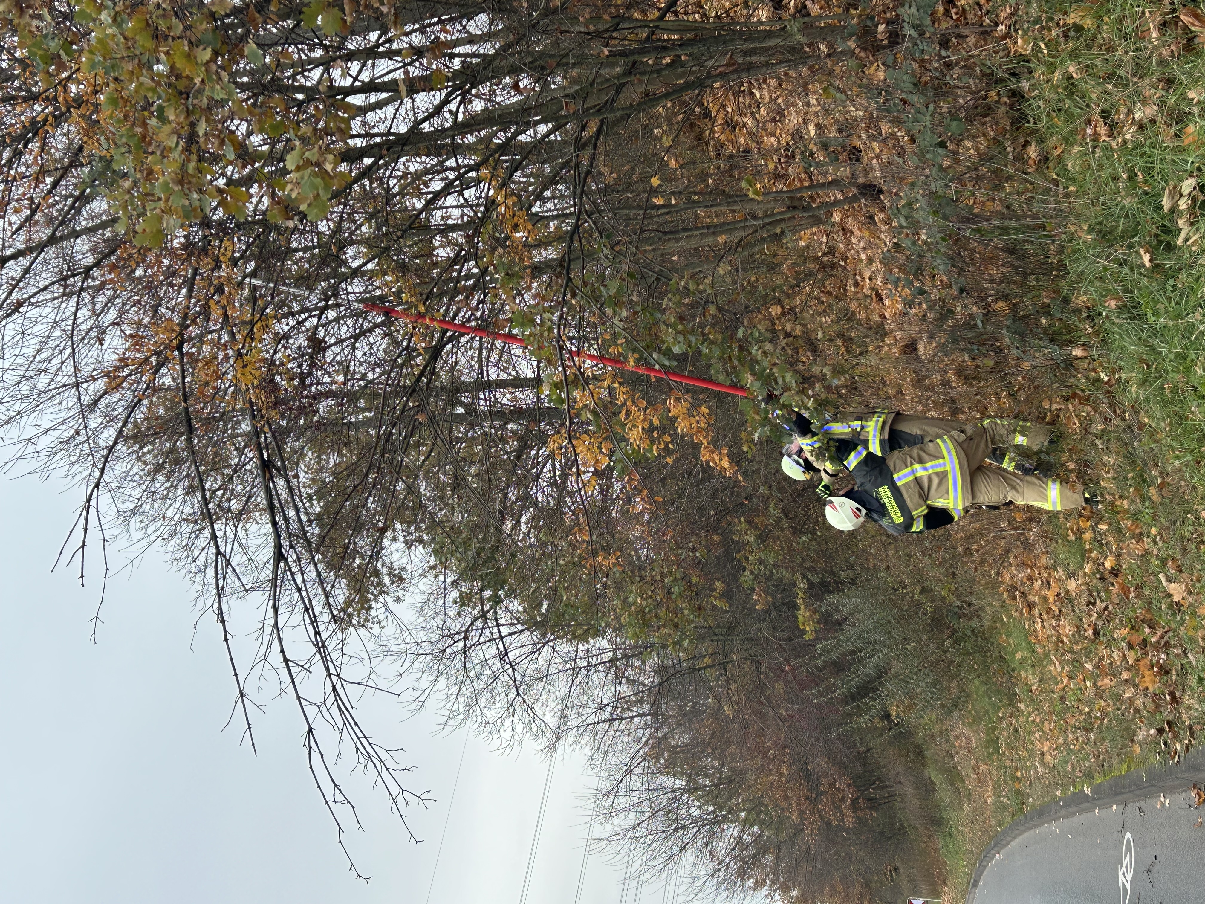 20251123 Baum droht auf Straße zu stürzen Mainaschaff 1