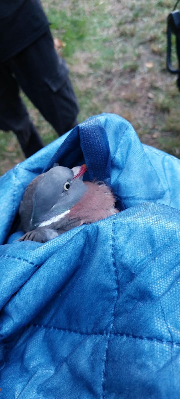 20260830 Tierrettung auf dem Main Karlstein 6